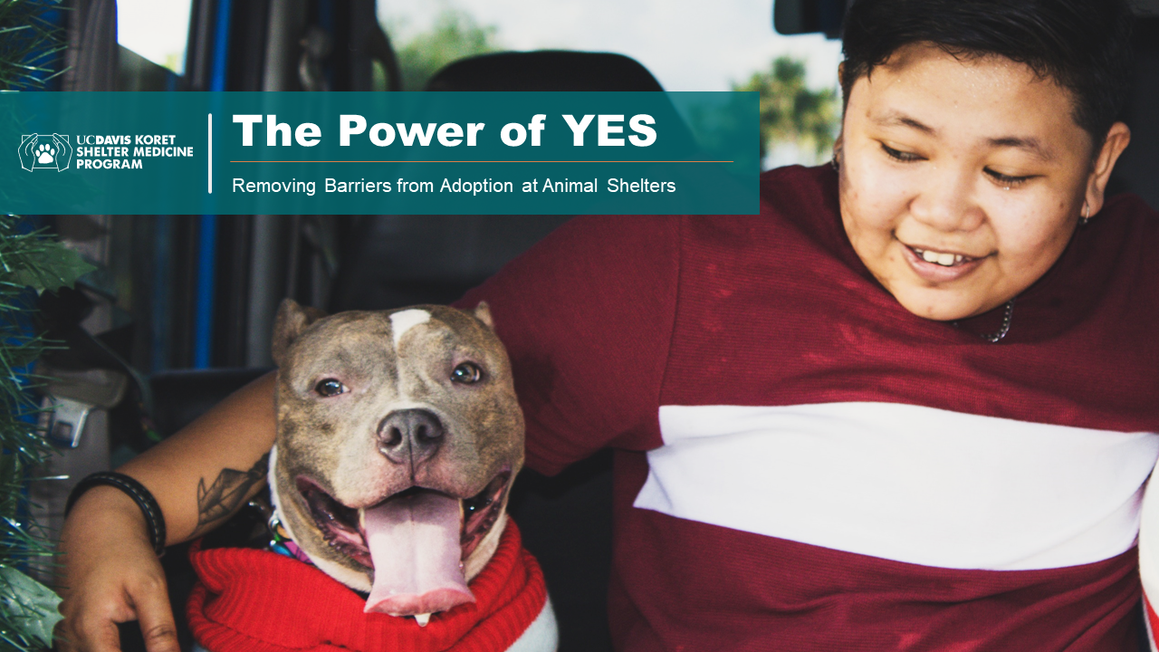 MMPC Learniverse – Power of YES! Removing Barriers from Animal Shelter Adoption