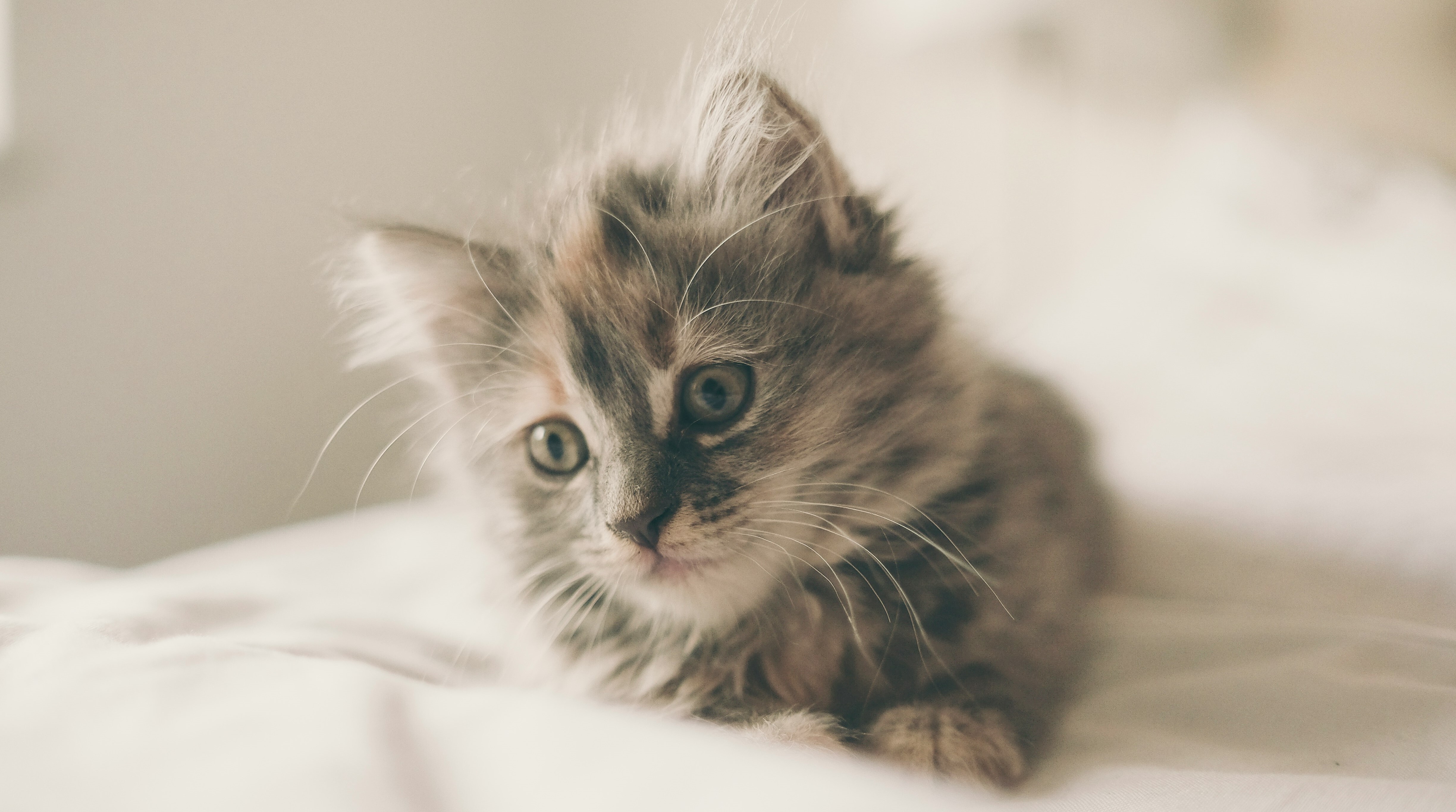A Home of Their Own Animal Rescue Foster Training - Feline