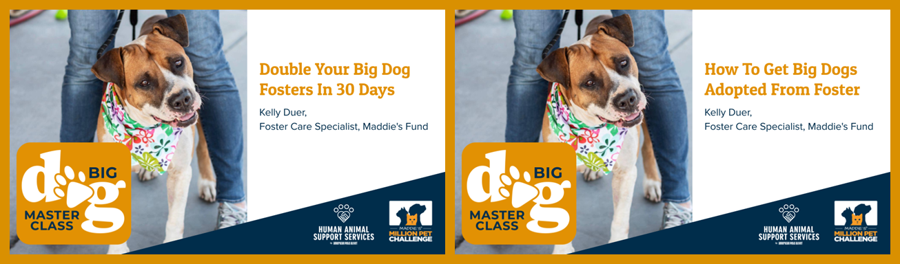 Big Dog Master Class Block 3 - Maximizing Big Dog Foster Impact (47 minutes total)