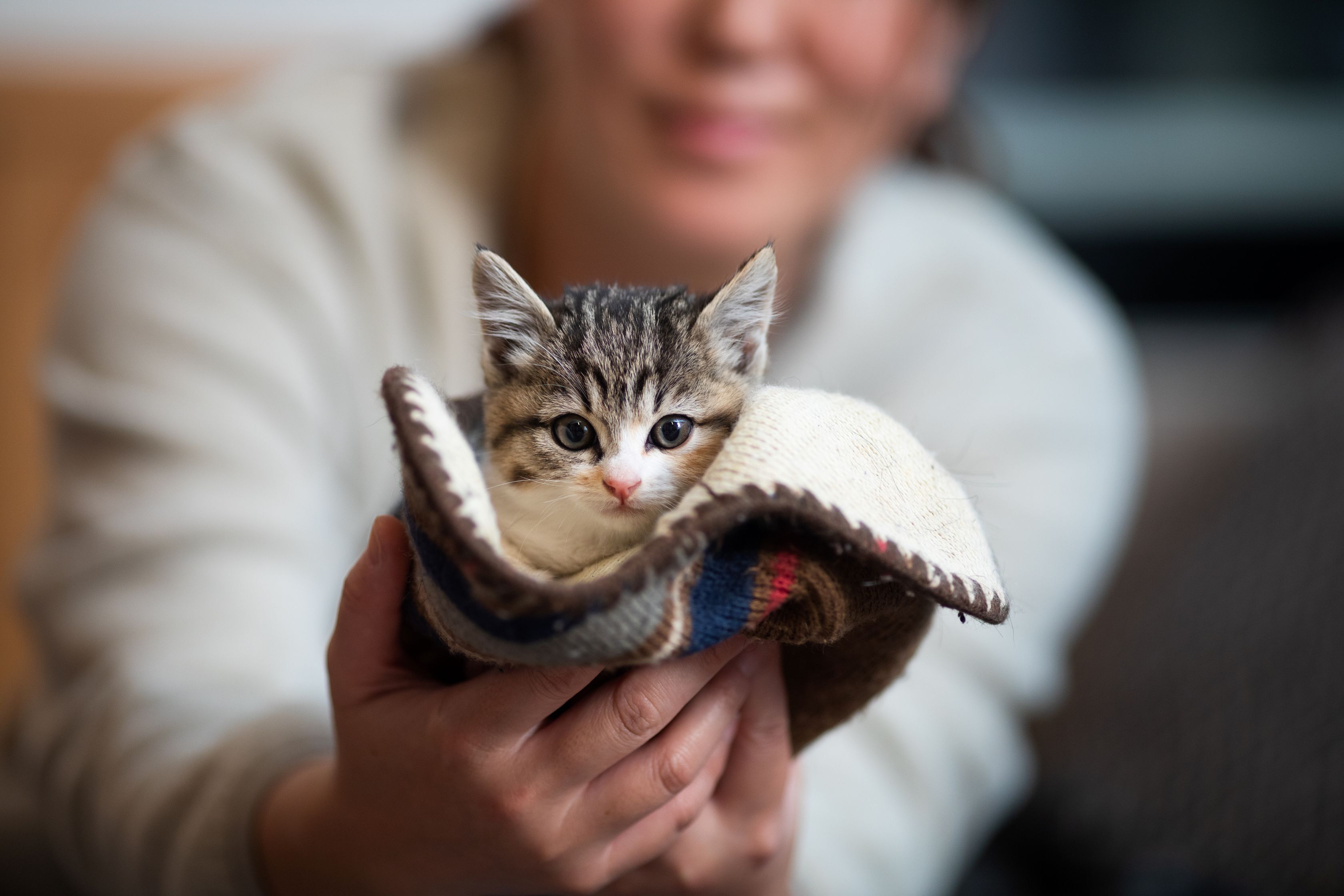 Kitten College: Transforming Tiny Lives Through Innovation