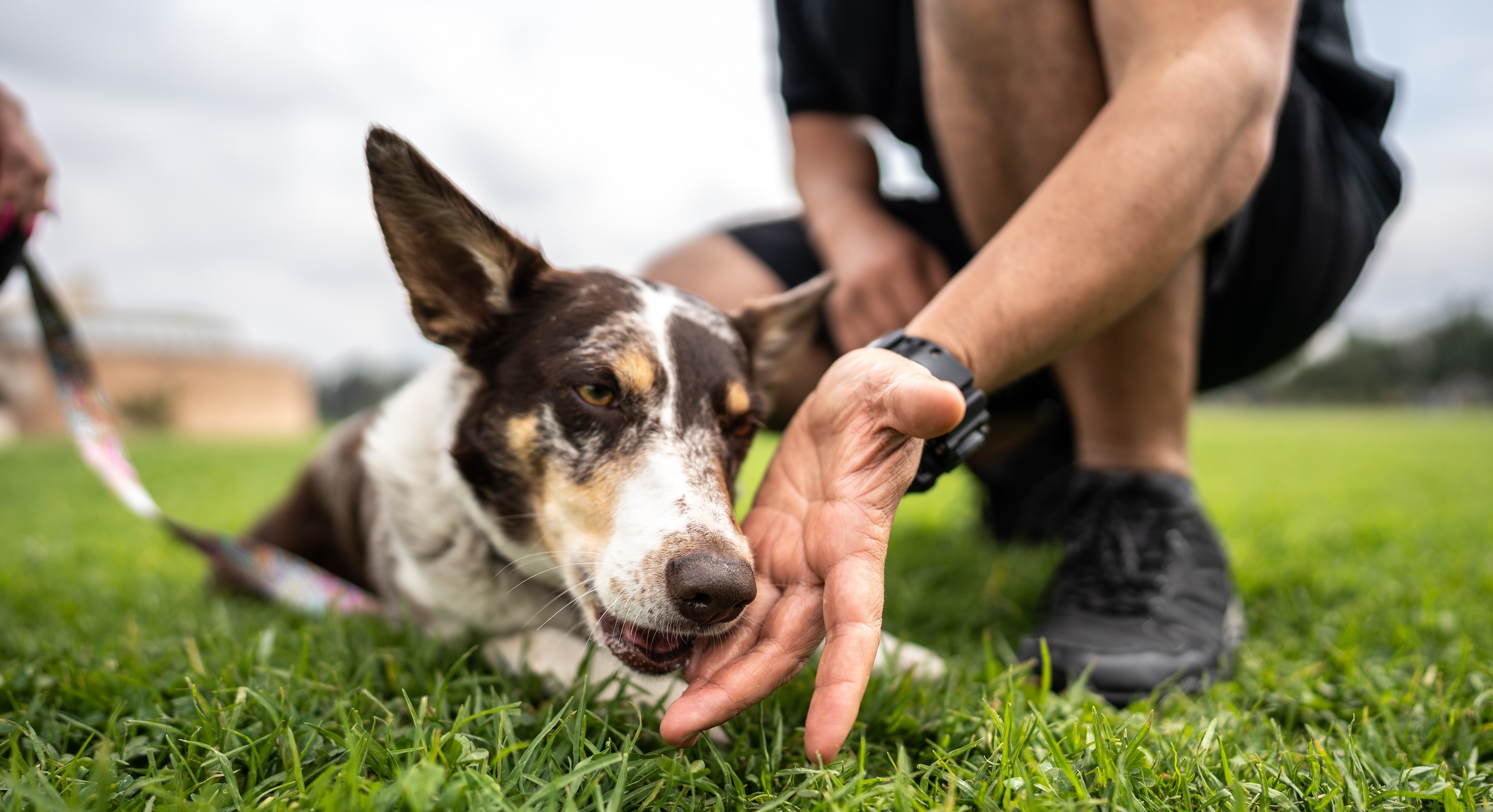 Dog Behavior Collection: Training and Behavior Modification