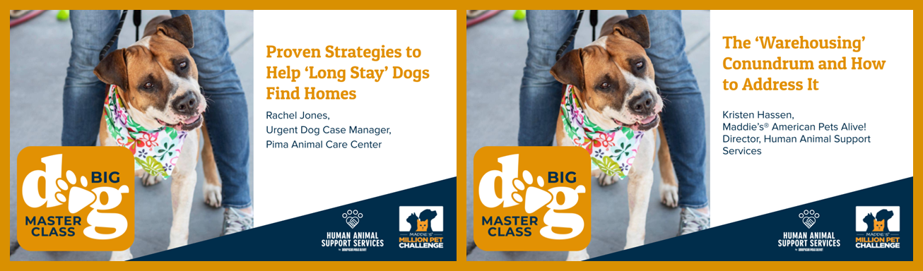Maddie's University | Animal Welfare Education Courses: Big Dog Master  Class Block 4 - Focus on 