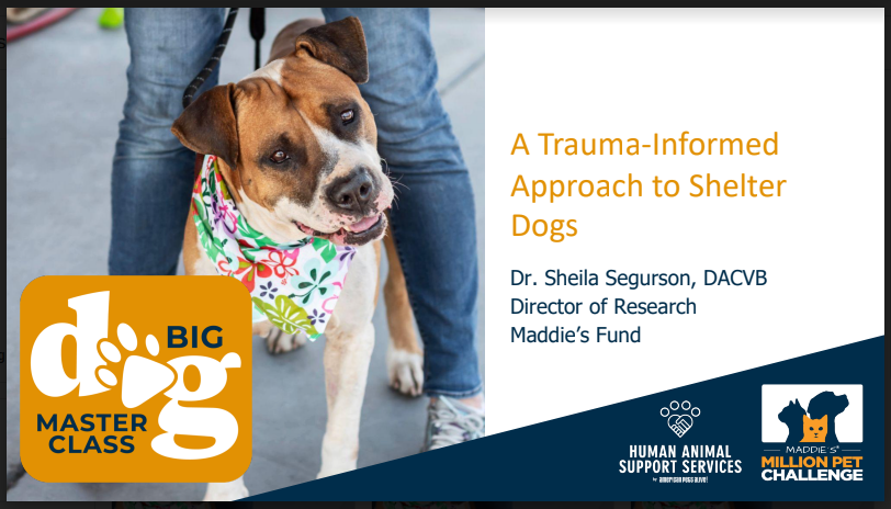 Big Dog Master Class - Day 2 - KEYNOTE (Block 5) - A Trauma-Informed Approach to Understanding Shelter Dogs (48 minutes)