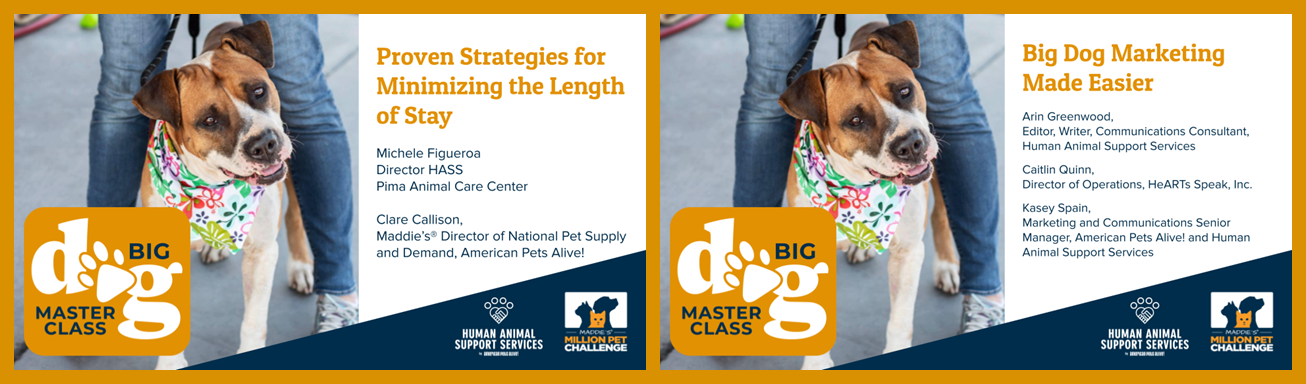 Big Dog Master Class Block 7 -  Get Dogs Into Great Homes Faster (50 minutes total)