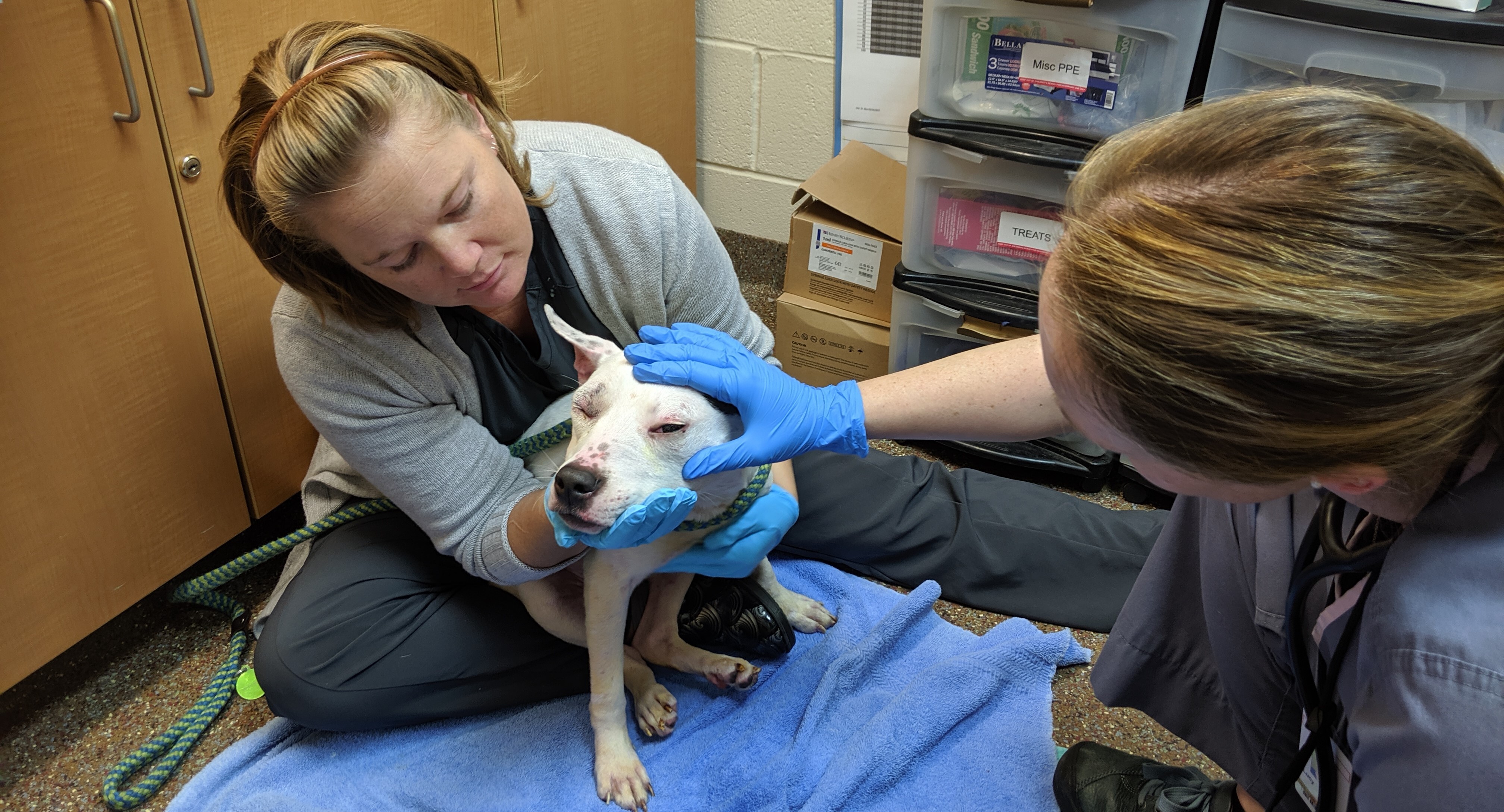Managing Shelter Health