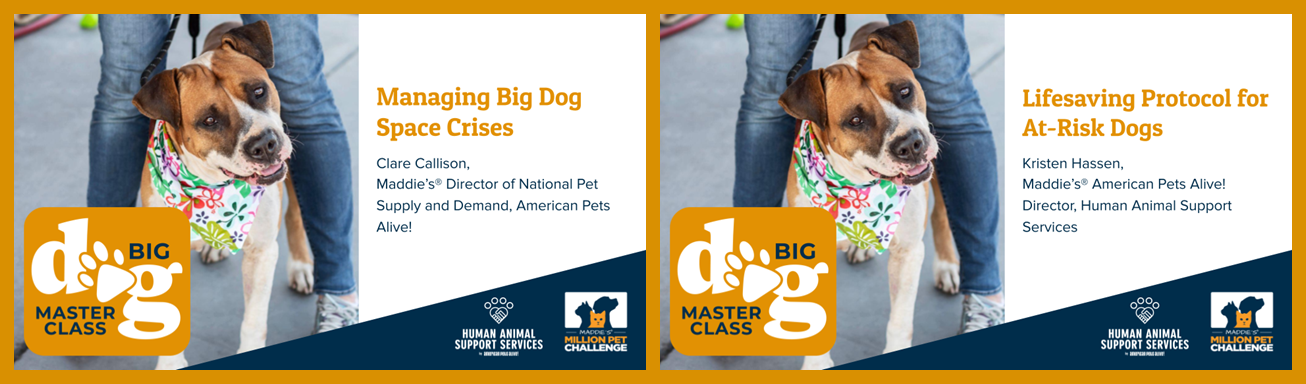 Big Dog Master Class Block 8 - Big Dogs: The Tough Stuff (1 hour 5 minutes total)