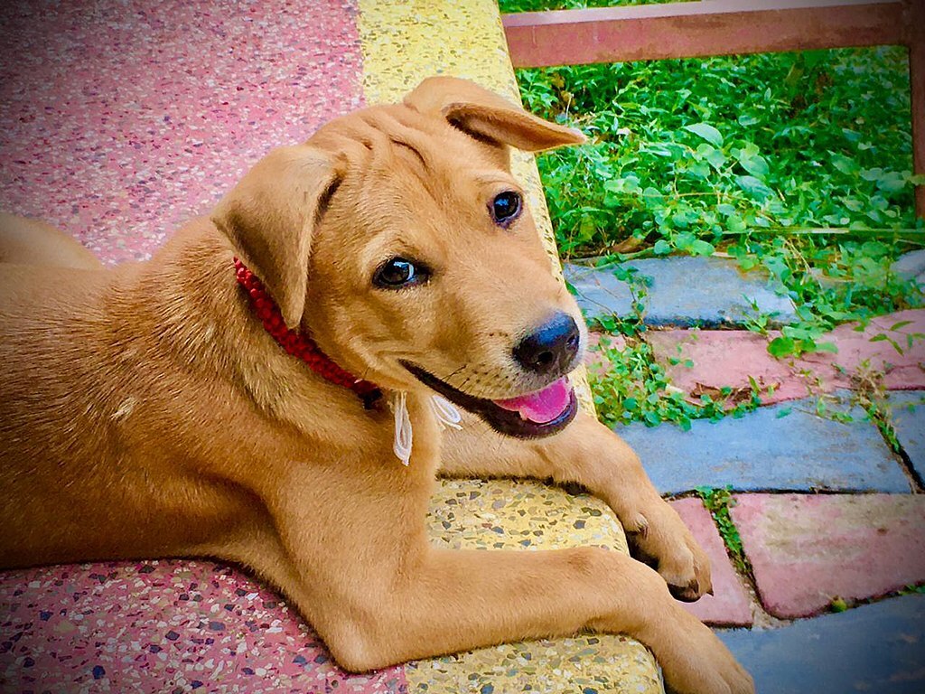 Maddie’s University Animal Welfare Education Courses Orange County