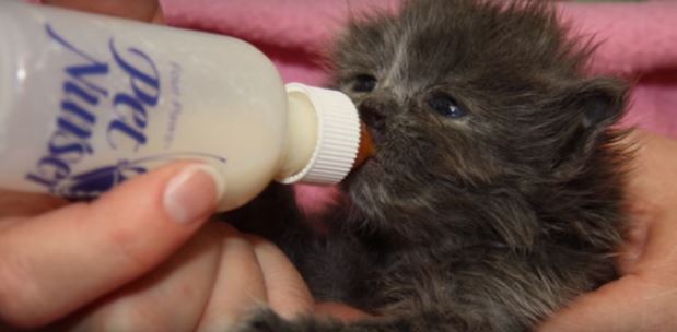 Ohlone Humane Society Volunteer Portal - Feline