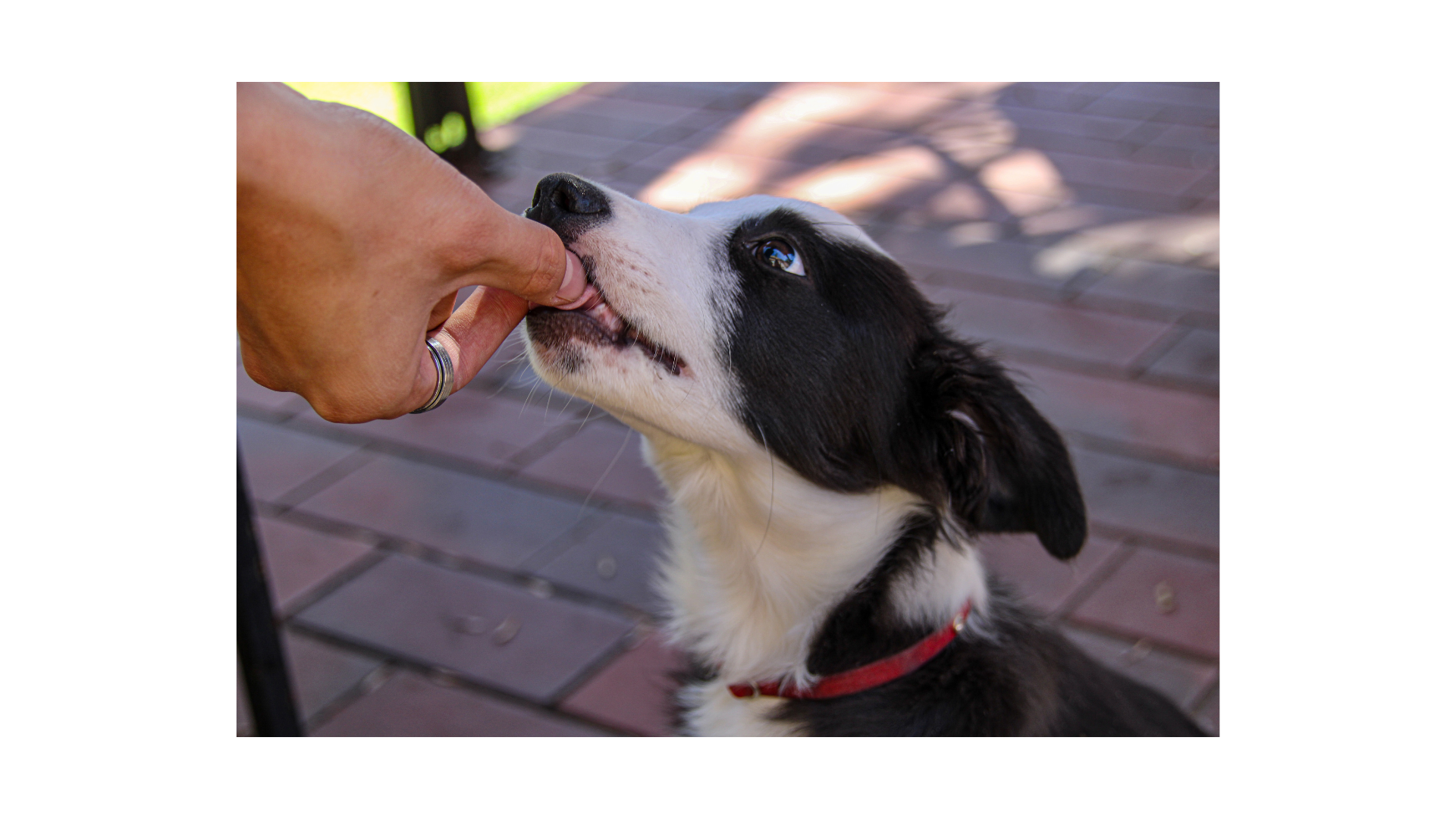 Dog Behavior Collection: Managing a Behavior Support Program