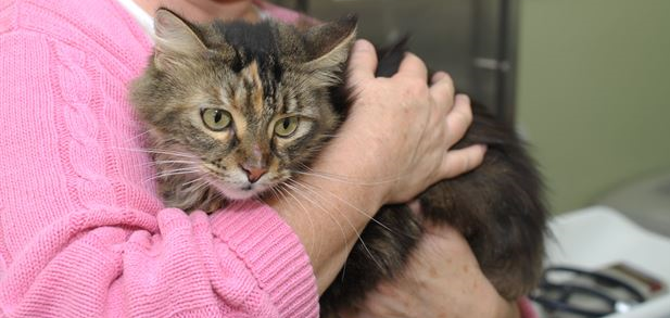 Adult Cat Foster Programs