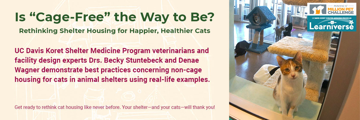 Is “Cage-Free” the Way to Be? Rethinking Shelter Housing for Happier, Healthier Cats (On-Demand Webinar)