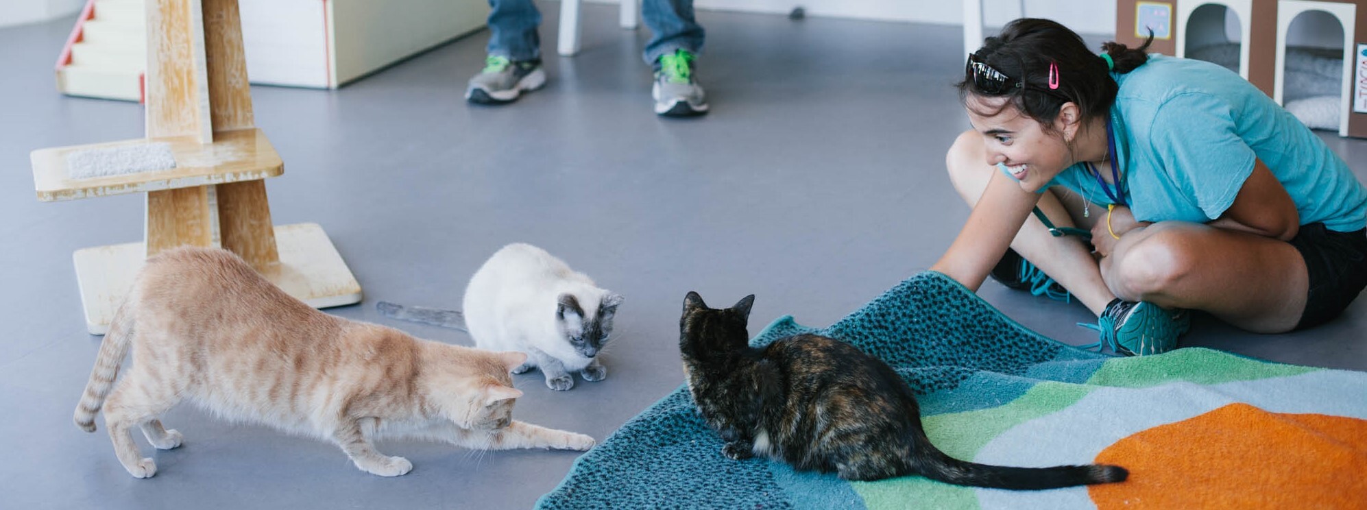 Working with Hard-to-Place Cats at Cat Town
