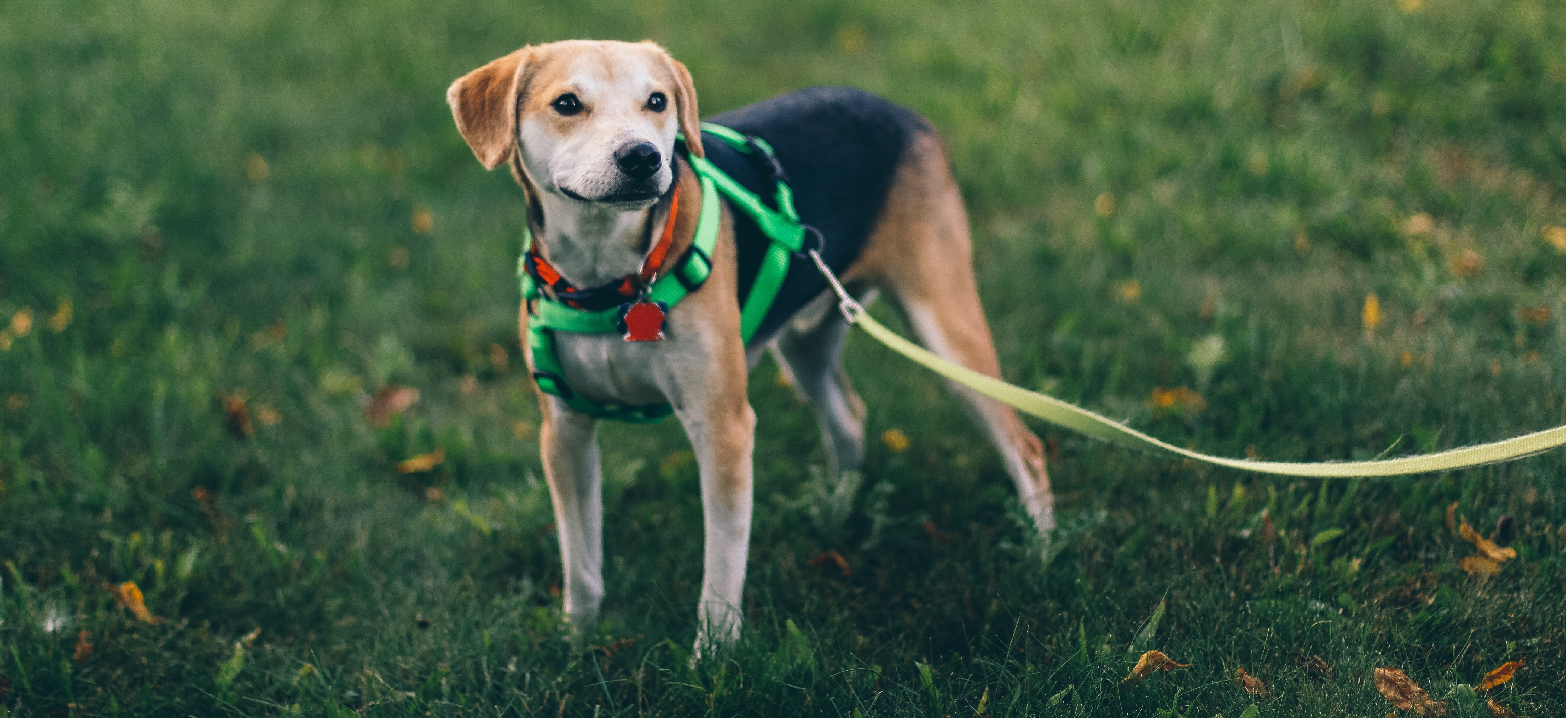San Jose Animal Care & Services Professional Development
