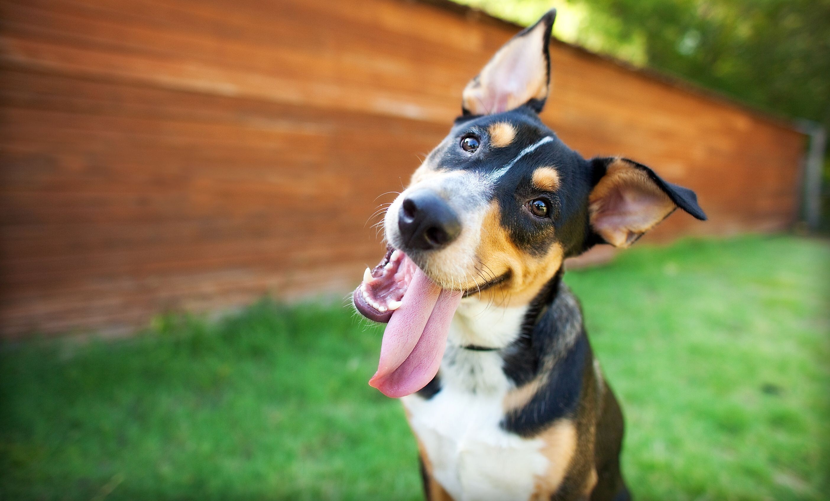 Fundamentals of Canine Communication and Safe Dog Handling