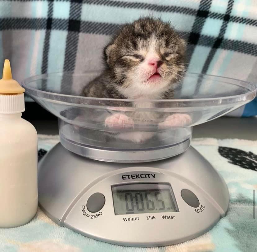 Taking the Fear out of Bottle Feeding and Basic Kitten Care