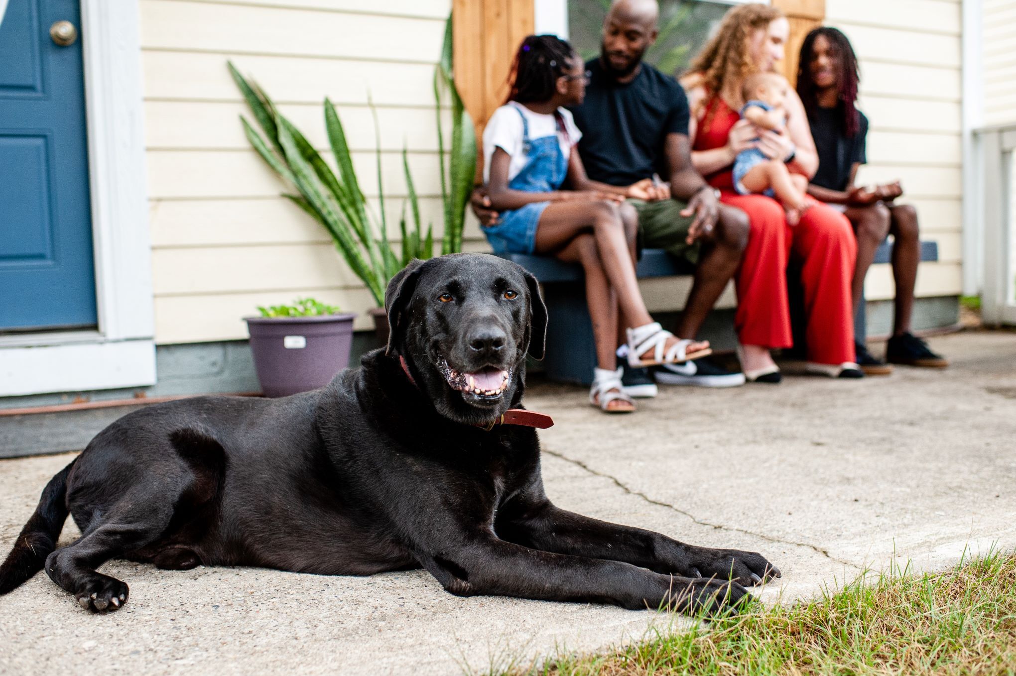 Adult Dog Foster Programs