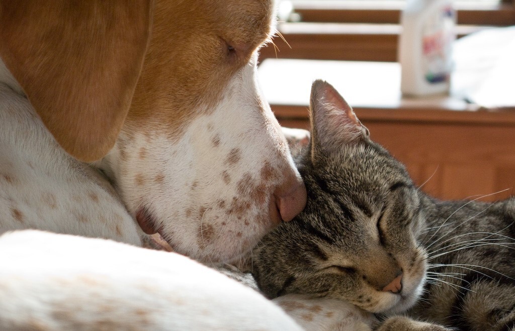 Diarrhea in Cats and Dogs - Flash Class