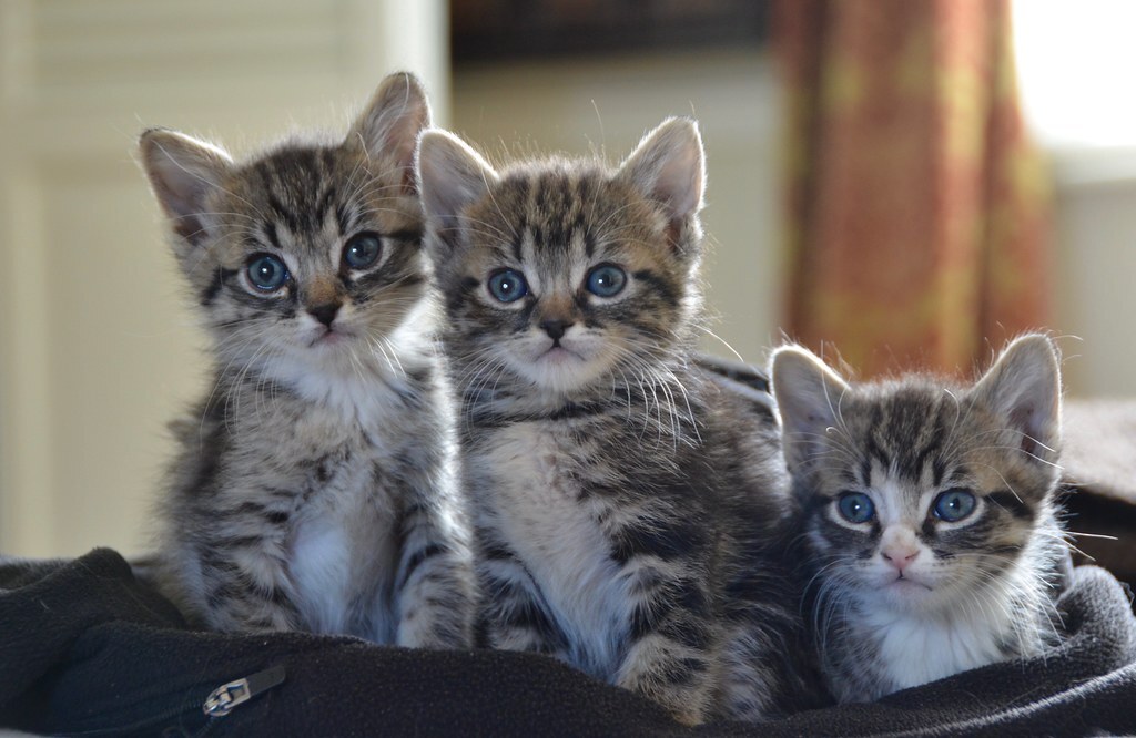 Diarrhea in Kittens and Puppies - Flash Class