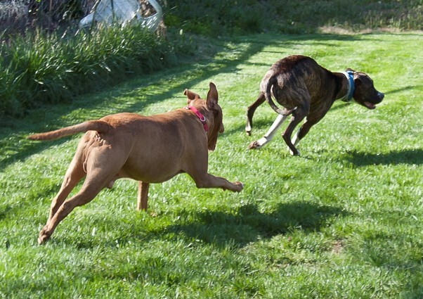Dog Behavior Collection: Shelter Care