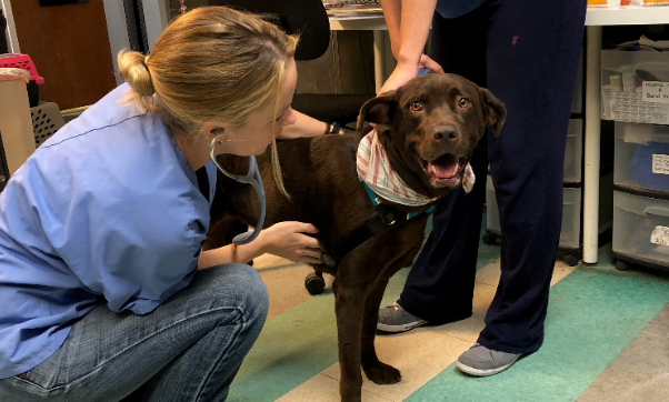 Care Pathways: Guiding Animals Through the Shelter