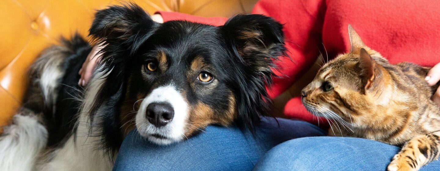Lemhi County Humane Society Training Portal - V1