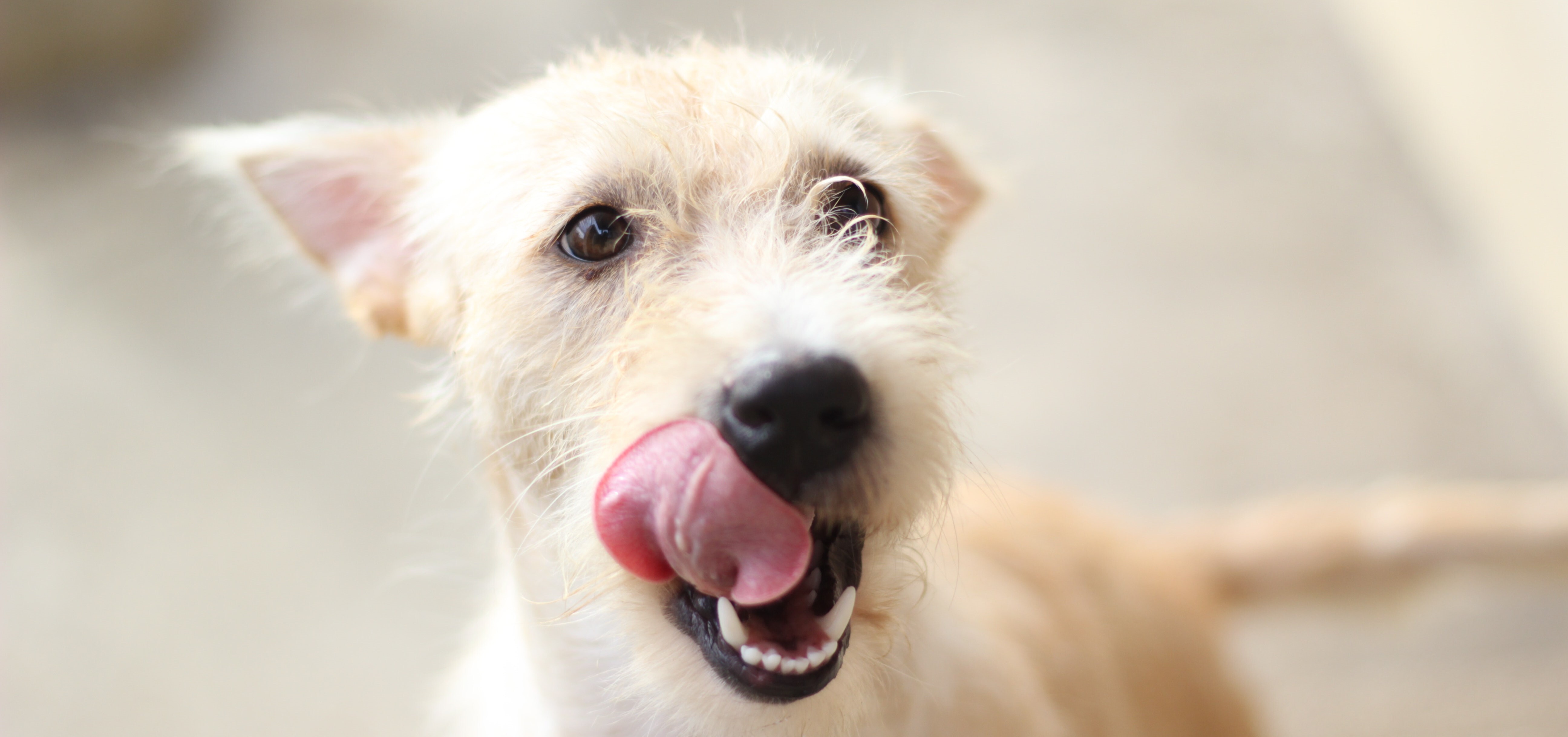 Canine Body Language in the Shelter