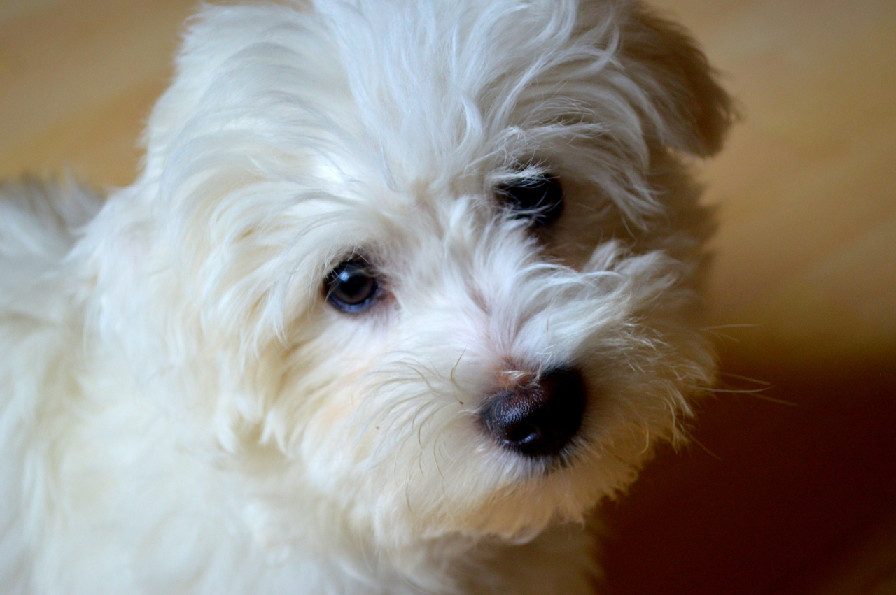 Metropolitan Maltese Rescue Volunteer Training